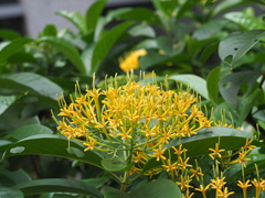 Tarenna fragrans