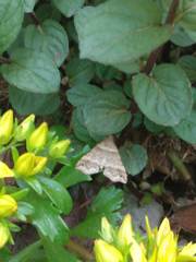 Phalaenophana pyramusalis