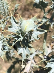 Argemone squarrosa glabrata