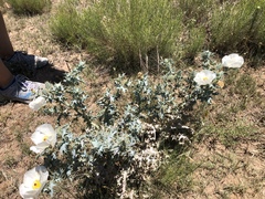 Argemone squarrosa glabrata