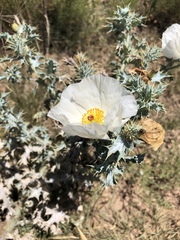 Argemone squarrosa glabrata