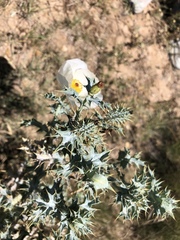 Argemone squarrosa glabrata