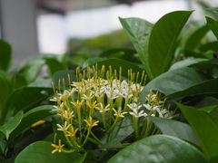 Tarenna fragrans