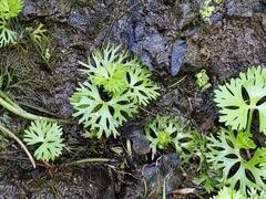 Ranunculus flabellaris