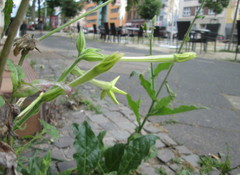 Nicotiana alata