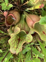 Sarracenia purpurea venosa