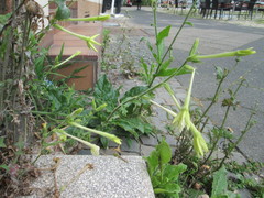 Nicotiana alata
