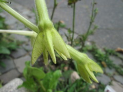 Nicotiana alata