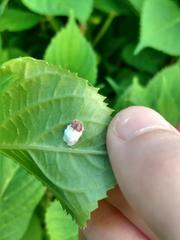 Pulvinaria hydrangeae