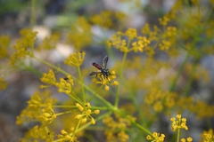 Cylindromyia bicolor