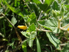 Mentzelia oligosperma