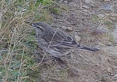 Anthus novaeseelandiae