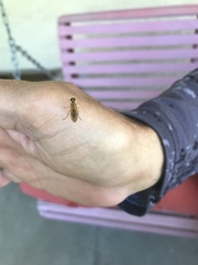 Ptecticus trivittatus