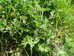 Mentzelia oligosperma