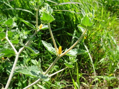 Mentzelia oligosperma