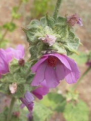 Agrilinae