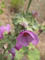 Agrilinae