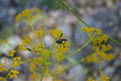 Cylindromyia bicolor