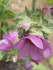 Agrilinae