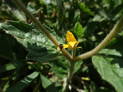 Mentzelia oligosperma