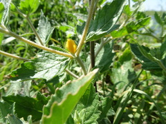 Mentzelia oligosperma