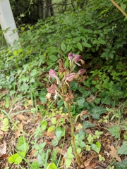 Himantoglossum comperianum