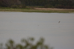 Media resource of Chroicocephalus ridibundus