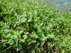 Mentzelia oligosperma