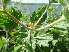 Mentzelia oligosperma