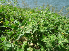 Mentzelia oligosperma