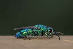 Chrysis smaragdula