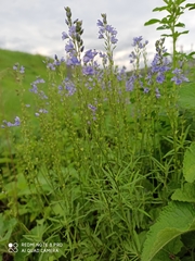 Veronica austriaca jacquinii