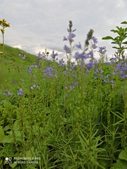 Veronica austriaca jacquinii