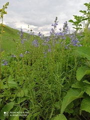 Veronica austriaca jacquinii