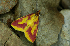 Ostrinia palustralis