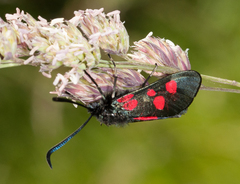 Zygaena lonicerae