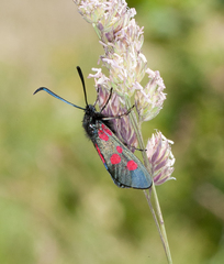 Zygaena lonicerae