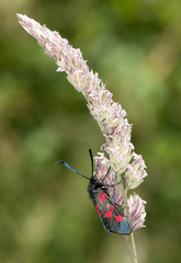 Zygaena lonicerae