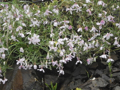 Phlox longifolia