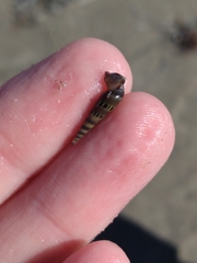 Terebridae