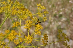 Cylindromyia intermedia