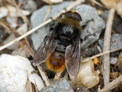 Merodon equestris nuotrauka