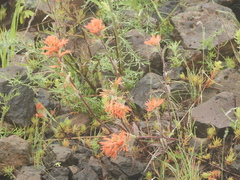 Castilleja hispida acuta