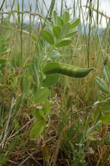 Vicia narbonensis