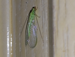 Chrysoperla externa