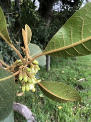 Aegiphila bogotensis