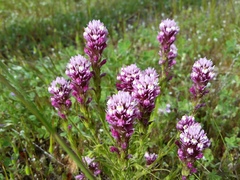 Castilleja densiflora densiflora
