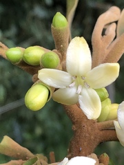 Aegiphila bogotensis