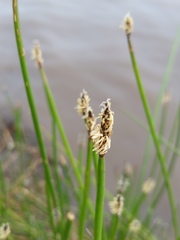 Eleocharis macrostachya