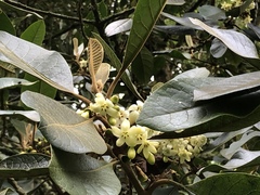 Aegiphila bogotensis